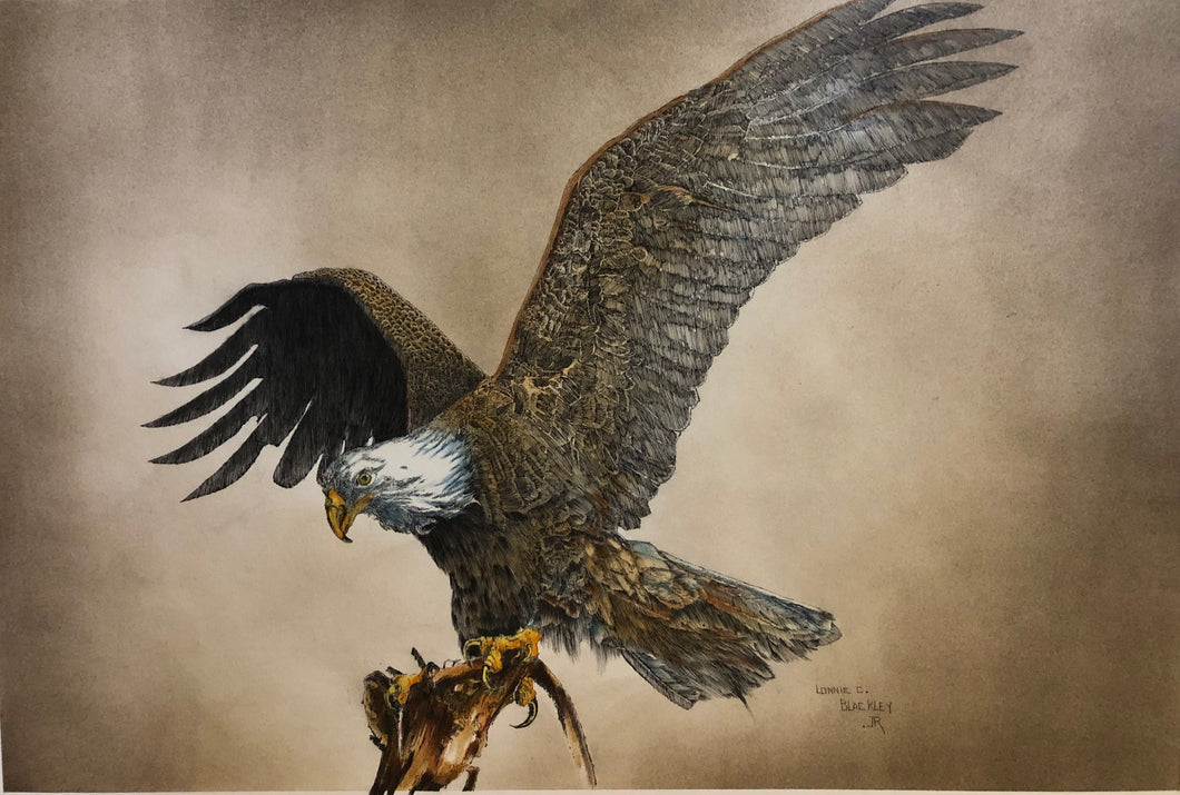 Eagle Perched